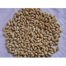 Blanched Peanuts Kernel for Union (29/33)